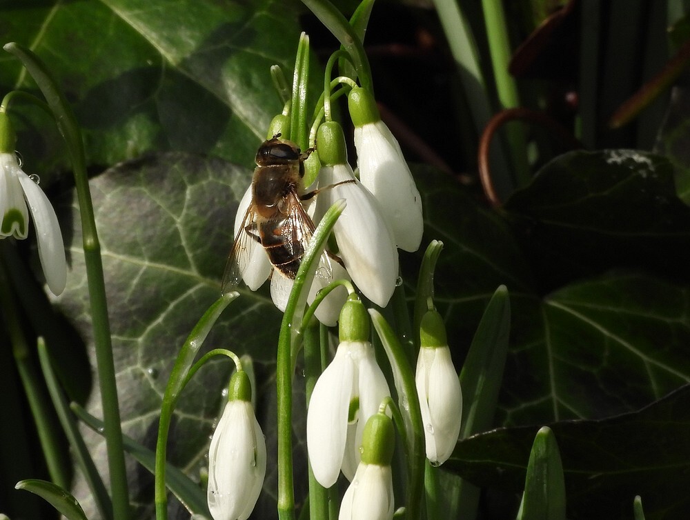 blindebijvrouwopsneeuwklokjebotanischetuineutrech15022024