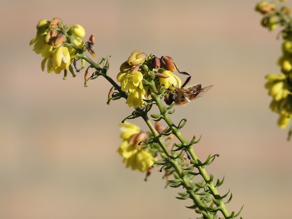 blindebijvrouwopwintermahoniavoortuinmeerkerk27012025