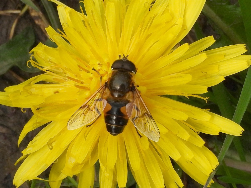 bosbijvliegmanoppaardenbloemleerdam21042023
