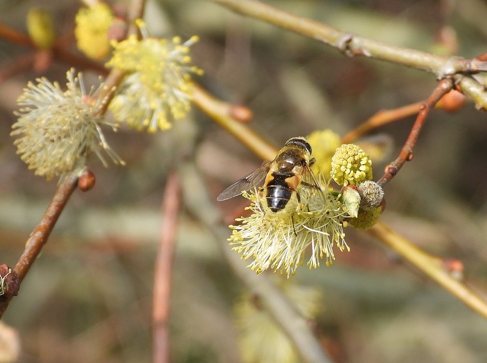 gewonegeurgroefbijopwilgzouweboezem09042015