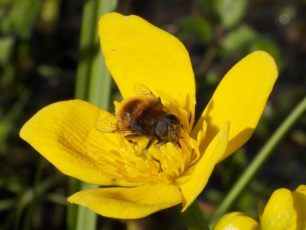 hommelbijvliegmanopdotterbloemzouweboezem02042023