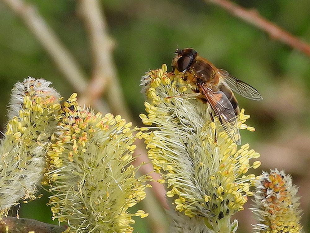 kegelbijvliegopwilgenbloesemnatuurontwikkelingindustrieterreinmeerkerk14032026