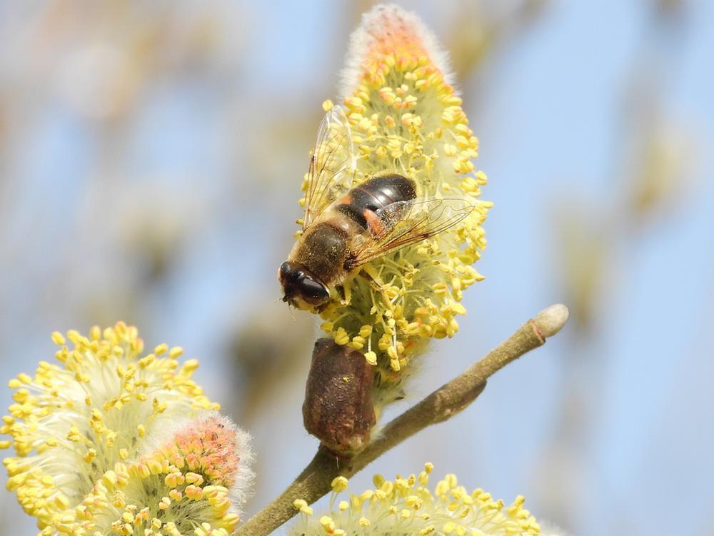 kegelbijvliegvrouwopwilgenbloesemzouweboezemgebied09032026