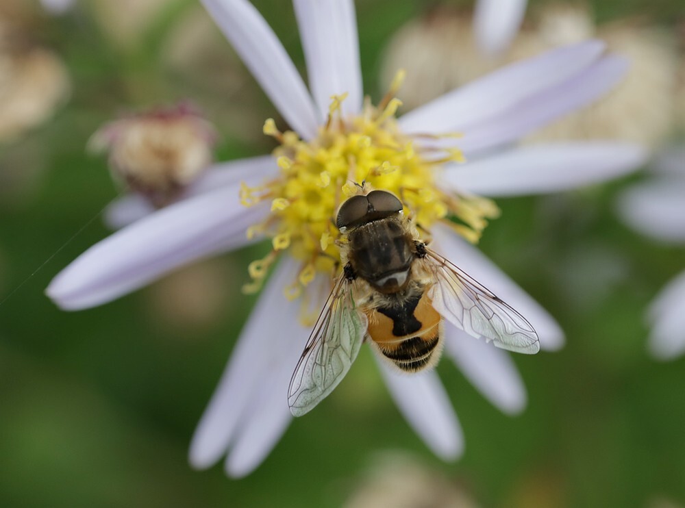 kleinebijvliegmanbotanischetuinenutrecht01112023