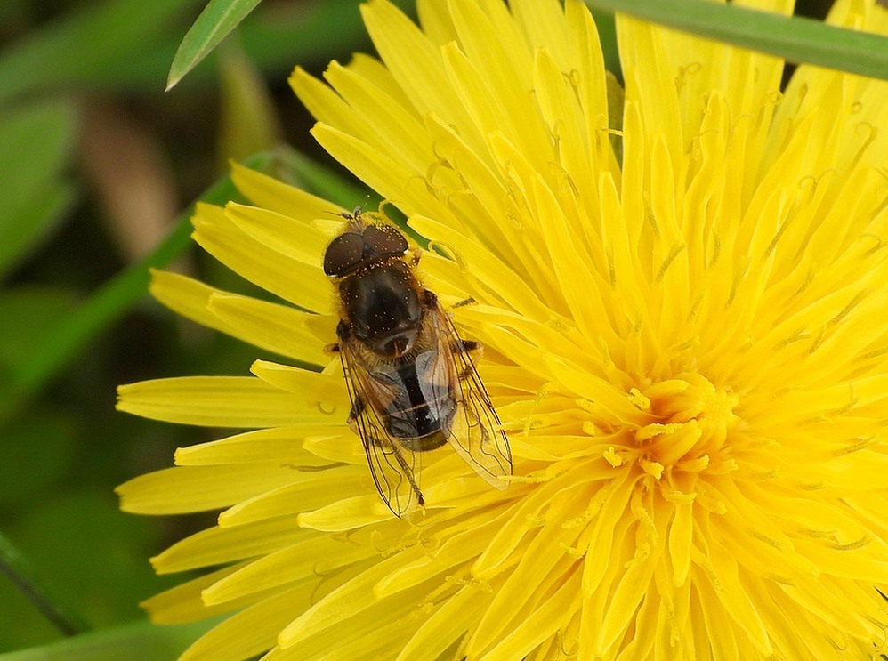 kleinebijvliegmanoppaardenbloemzouweboezem10042023