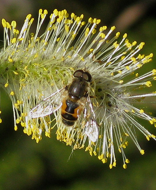 kleinebijvliegmanopwilgenbloesemzouweboezemgebied25032012 1