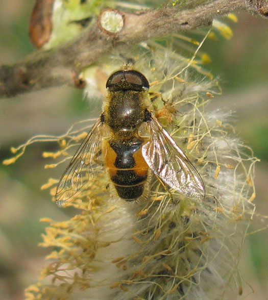 kleinebijvliegmanopwilgzouweboezemgebied27032012