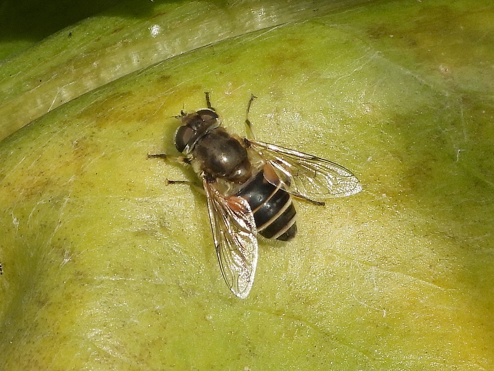 kleinebijvliegvrouwinsectenweidebotanischetuinenutrecht07102024