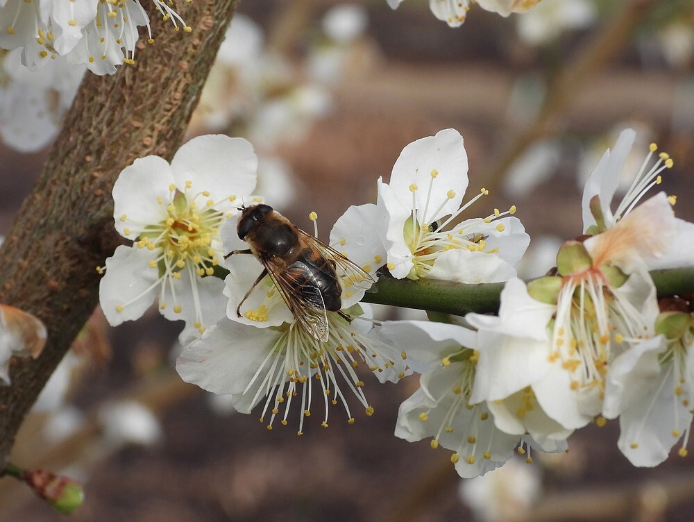 onvoorspelbarebijvliegvrouwopjapanseabrikoosbotanischetuinenutrecht15022024