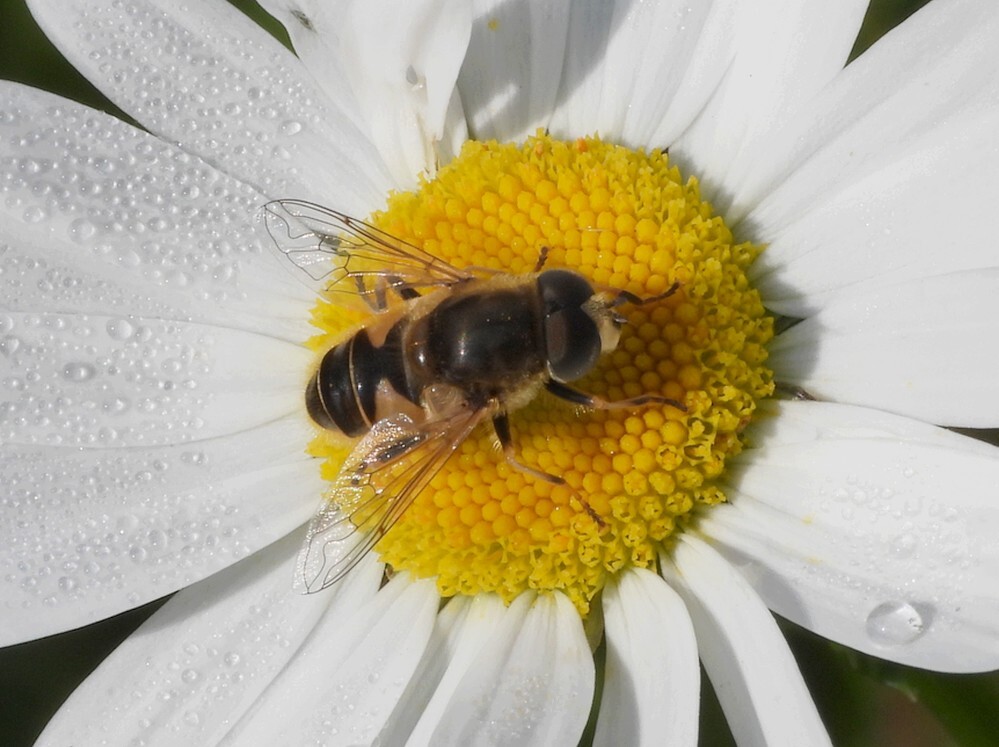 puntbijvliegmanopmargrietbotanischetuinenutrecht15052024