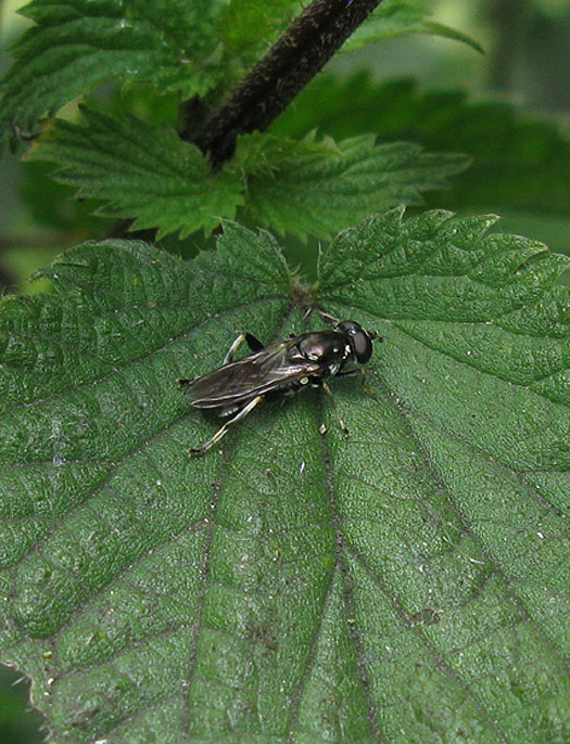 berooktebladlopervrouwdebrandudenhout04072011