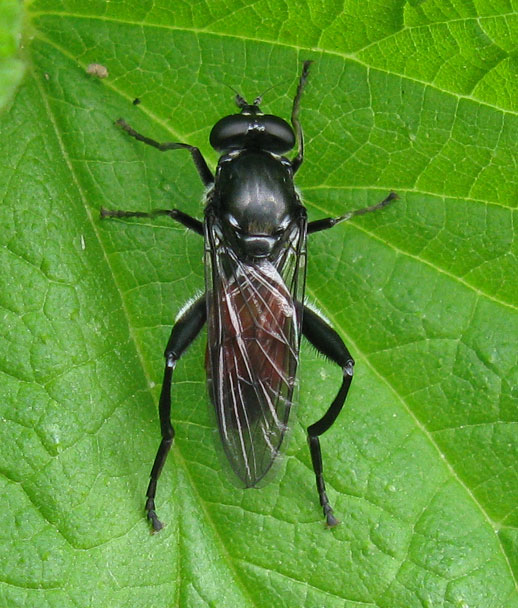 bloedrodebladlopervrouwzouweboezemgebied06052012 2