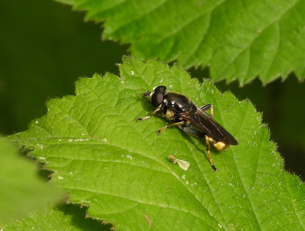 grotegoudenbladlopermanbuitenfortbotanischetuinenutrecht04052024