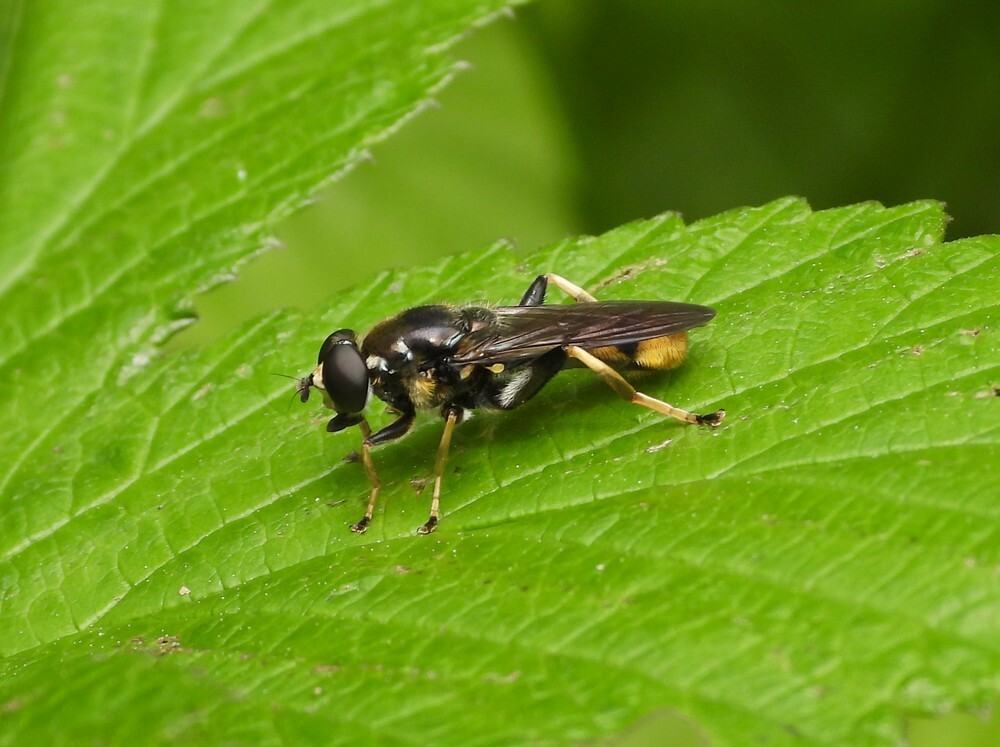 grotegoudenbladlopermanbuitenfortbotanischetuinenutrecht06052024 2