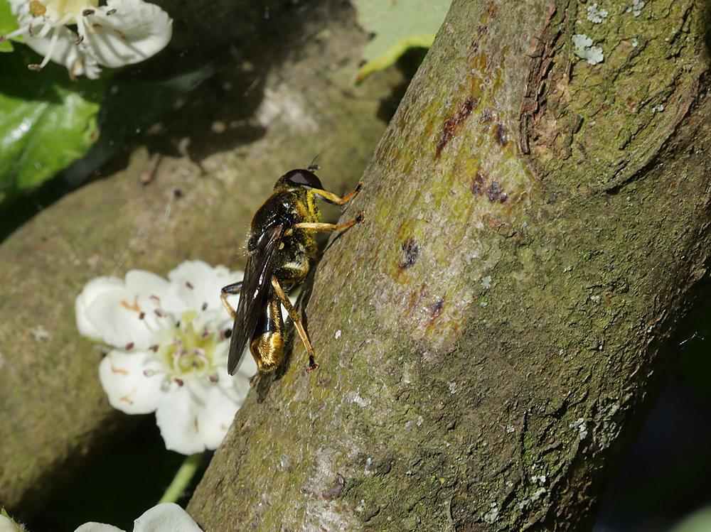 grotegoudenbladlopermanzouweboezemgebied07052026