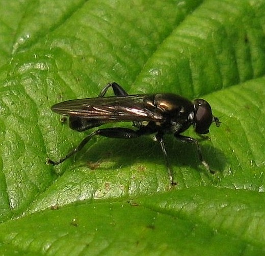 kleinegrijzebladloperdebrandulvenhout20052009 3