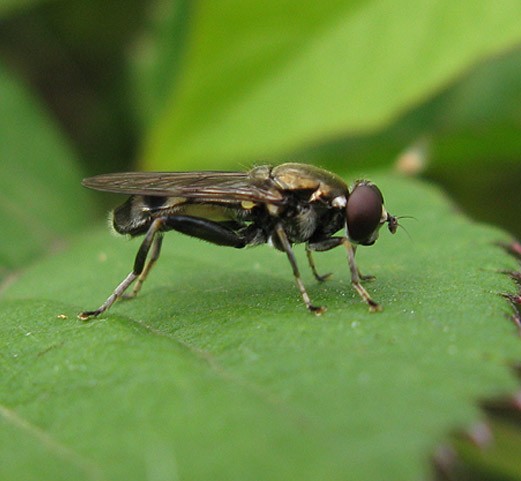 kleinegrijzebladlopermannatuurlijkbrabant08062009