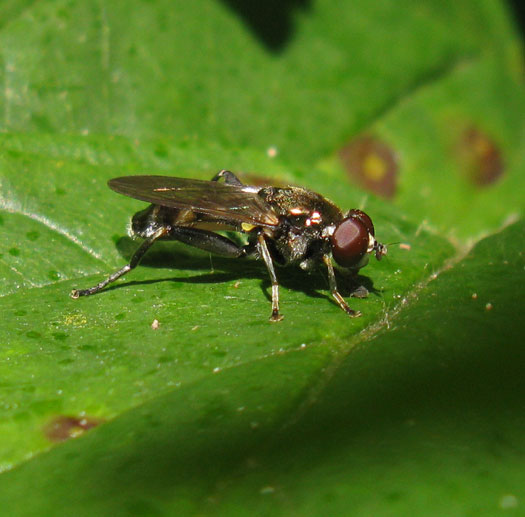 kleinegrijzebladlopermannatuurlijkbrabant14062012