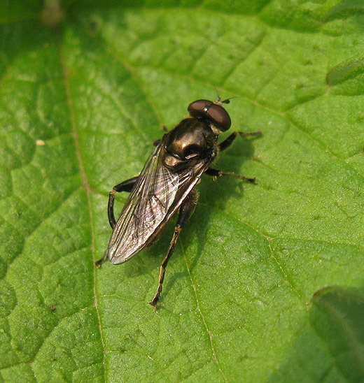 kortebladlopermanzouweboezemgebied12042009