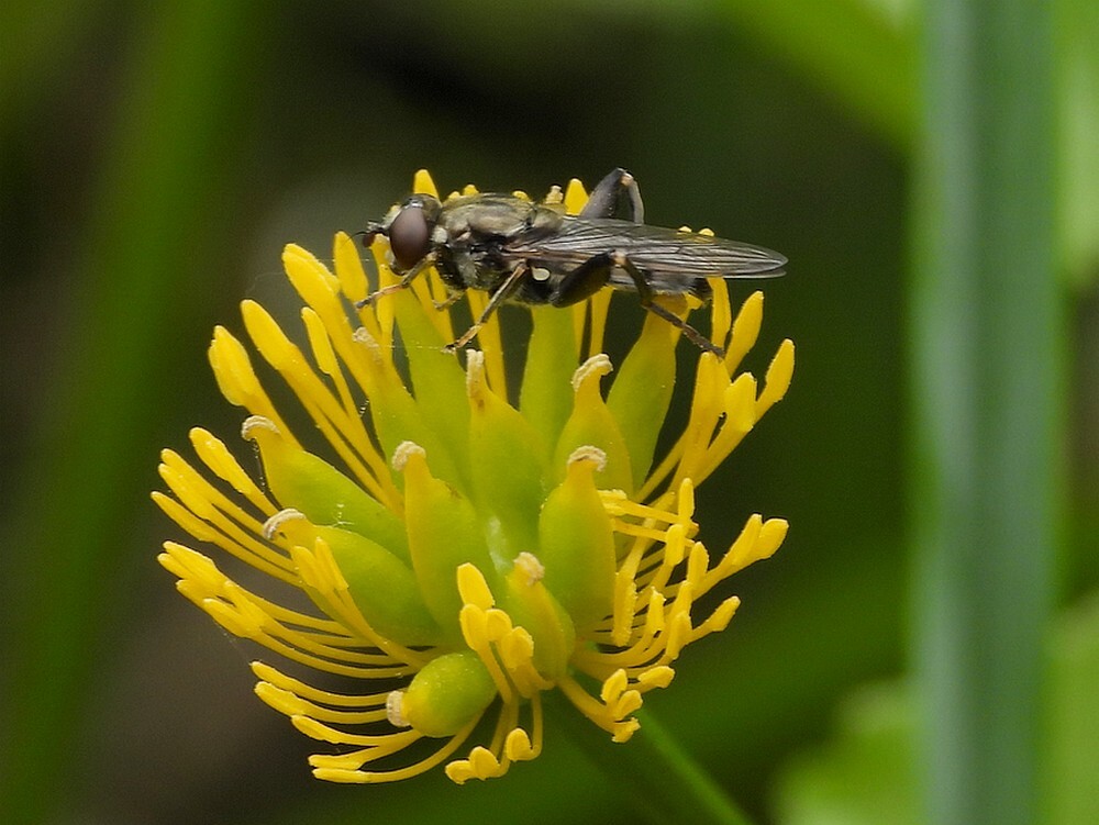 kortebladlopervrouwopdotterbloembotanischetuinenutrecht17042024