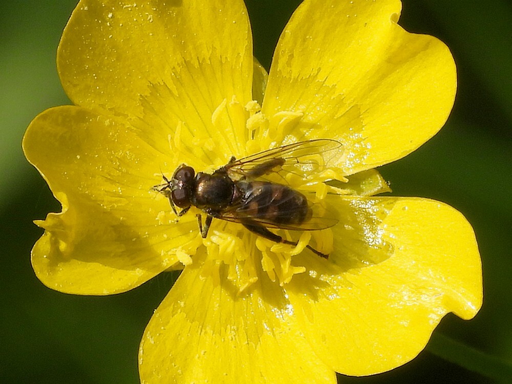 kortebladlopervrouwopscherpeboterbloembuitenfortbotanischetuinenutrecht06052024