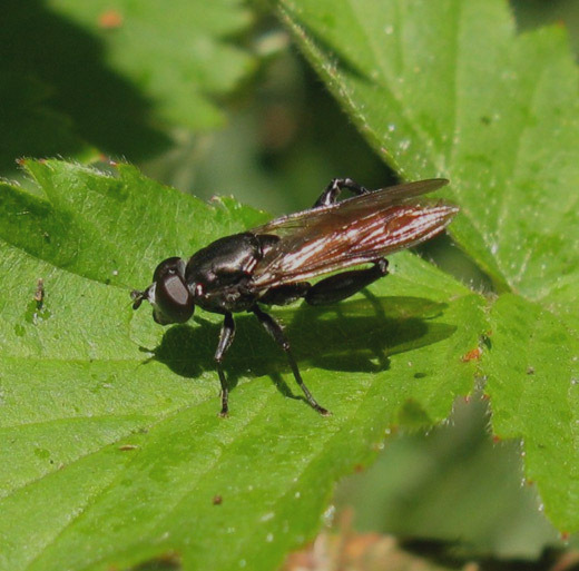 roodpuntbladlopermantilburg30052009 2