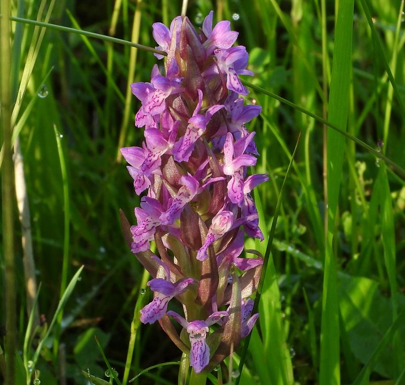 bredeorchisvijfheerenlanden25052020 1