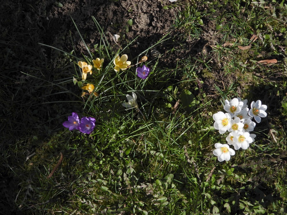 krokussenbegraafplaatsmeerkerk01032023