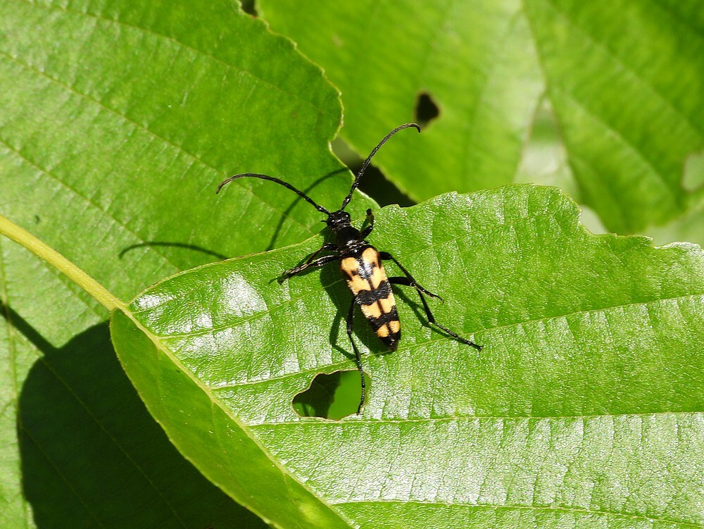 gevlektesmalboktorbuitenfortbotanischetuinenutrecht19062024