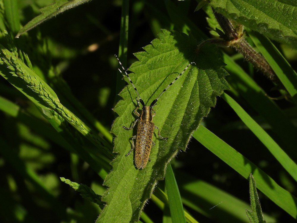 gewonedistelboktorzouweboezem09052025
