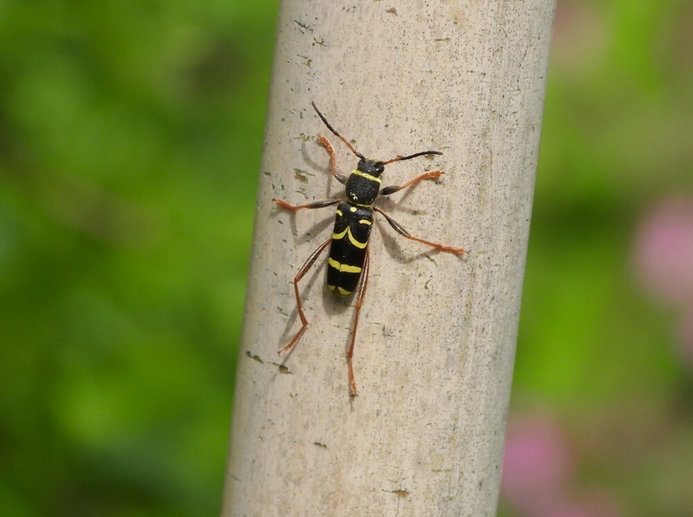 kleinewespenboktorbuitenfortbotanischetuinenutrecht06052024