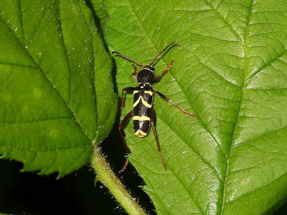 kleinewespenboktorzouweboezem03052025