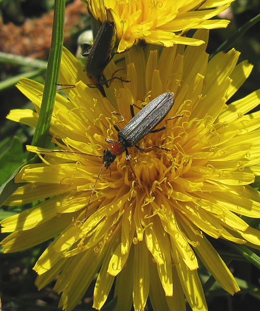 oedemeracroceicollisoppaardenbloemzouweboezemgebied02052011