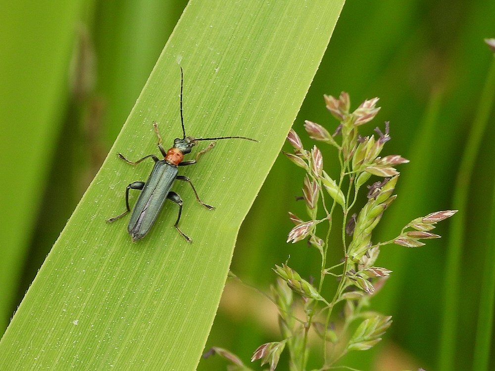 oedemeracroceicollisschijnboktorzouweboezem18052025