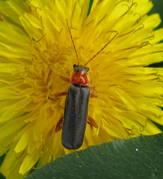 zwartsoldaatjeoppaardenbloemforteverdingen05052011