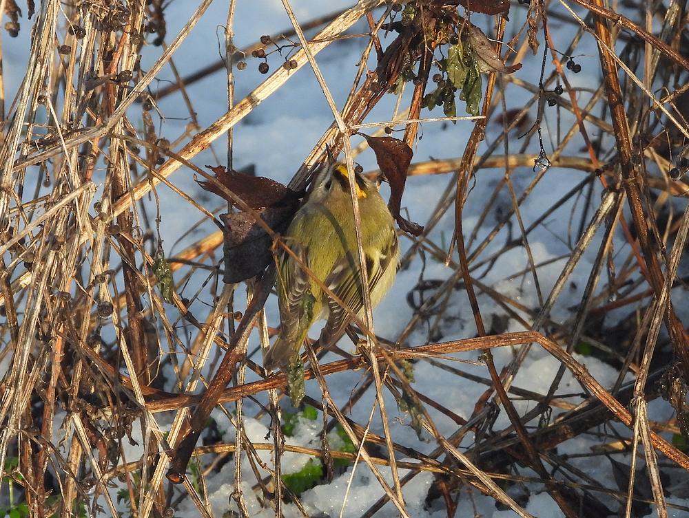 goudhaanburggraafmeerkerk03012026 2