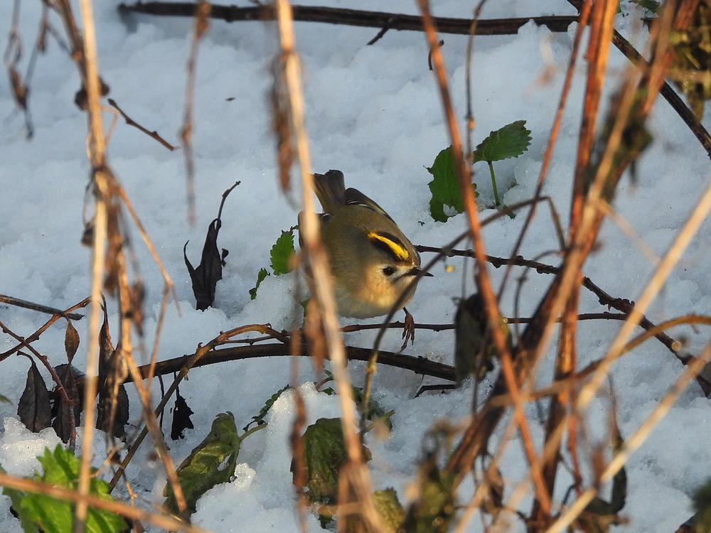 goudhaanburggraafmeerkerk03012026 3