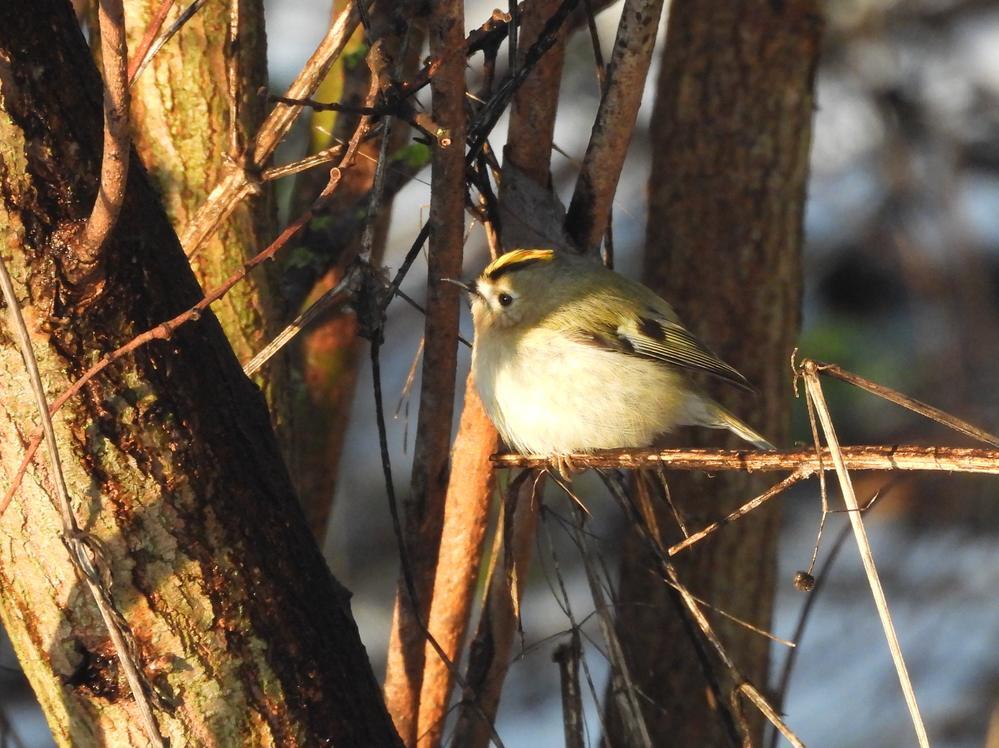 goudhaanburggraafmeerkerk03012026 5