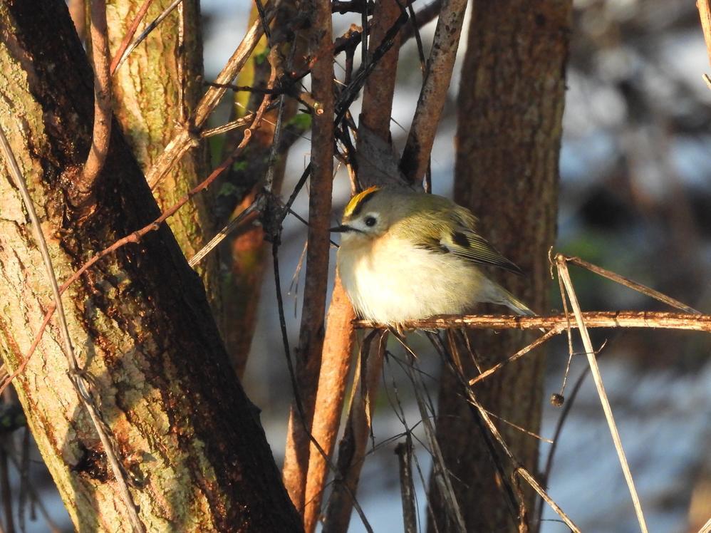 goudhaanburggraafmeerkerk03012026 6