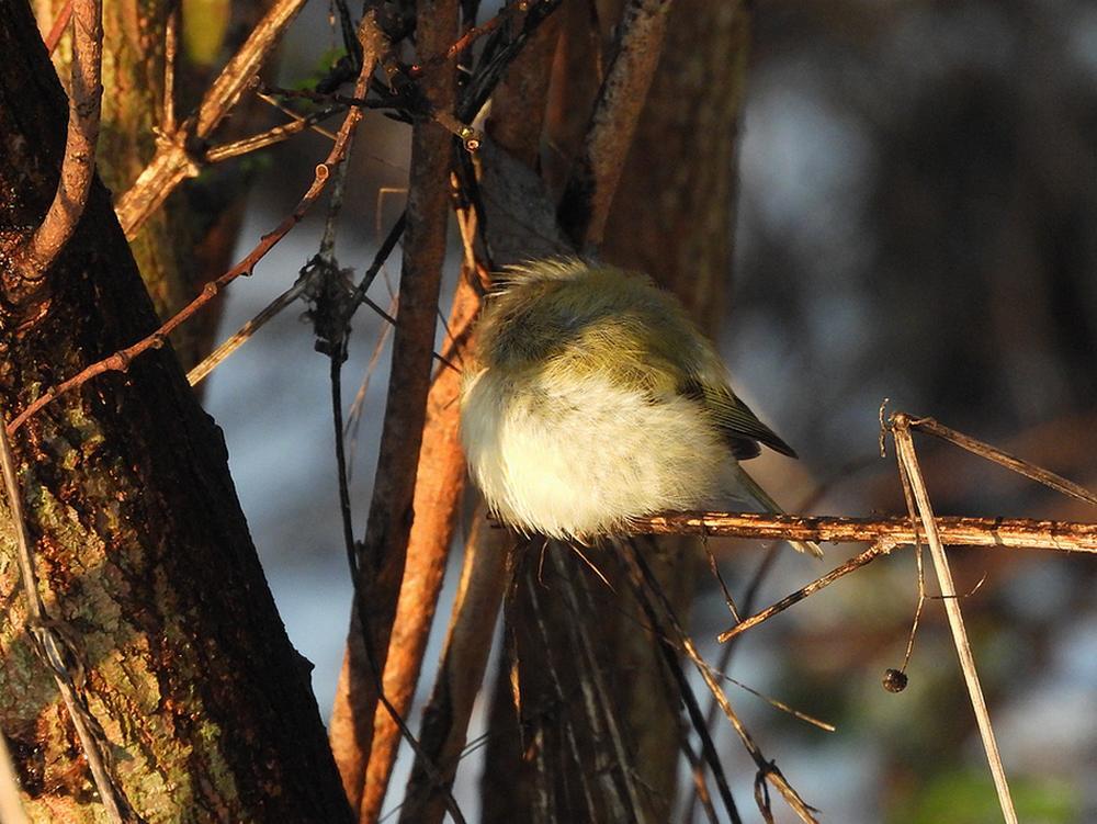 goudhaanmiddagdutjeburggraafmeerkerk03012026