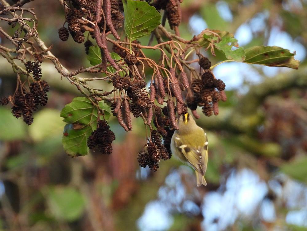 goudhaantjeinzwartelszouweboezemgebied26112025 1