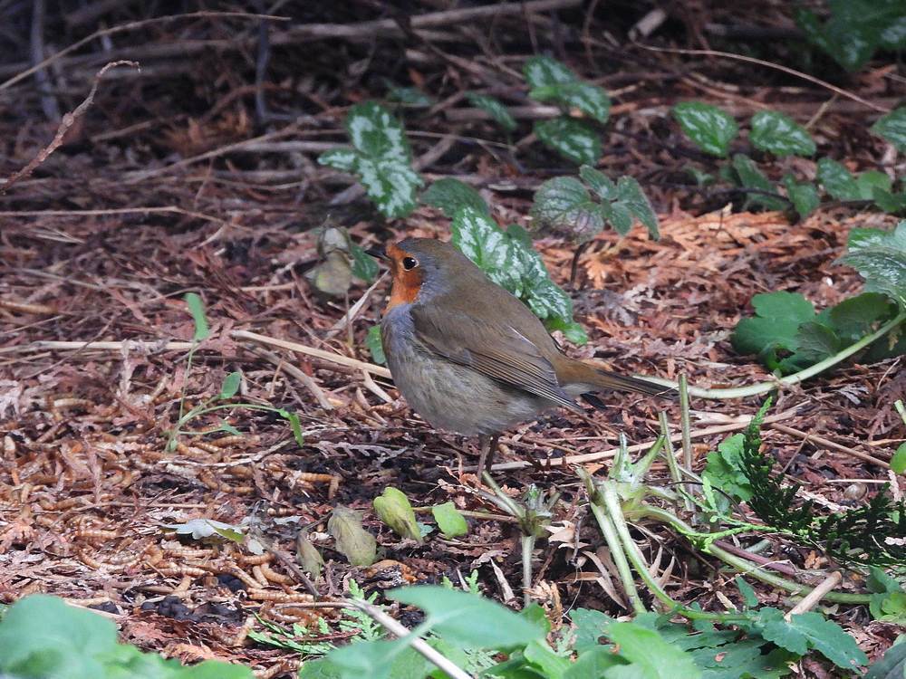 roodborstenmeelwormenvoederplaatsachtertuinmeerkerk26112025