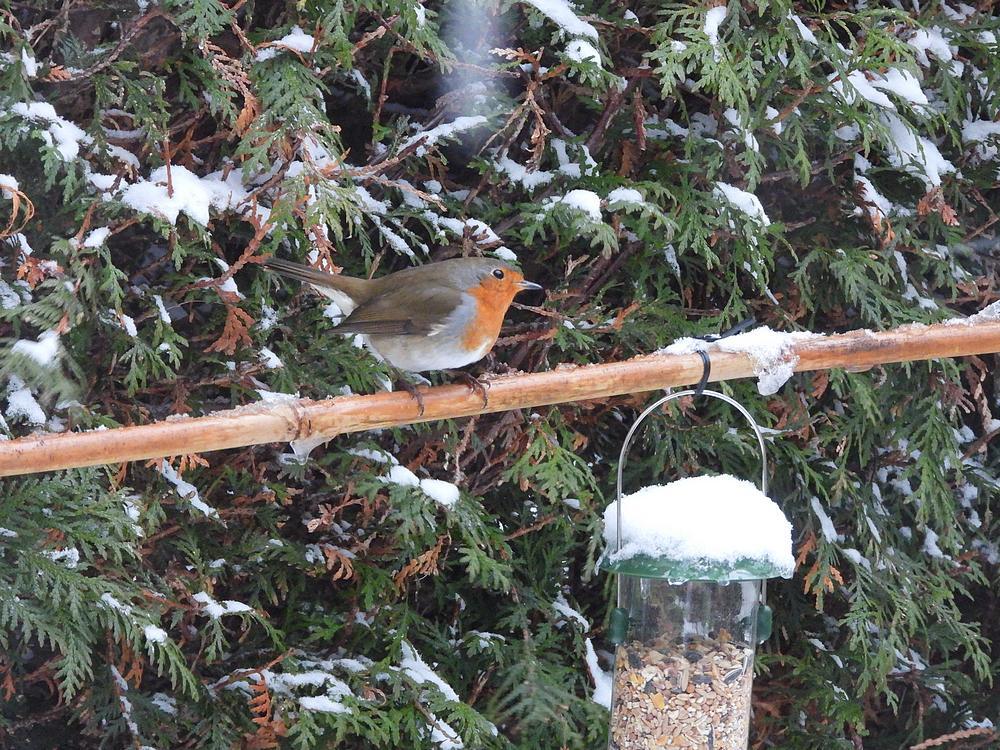 roodborstindesneeuwvoederplaatsachtertuinmeerkerk07012026 4