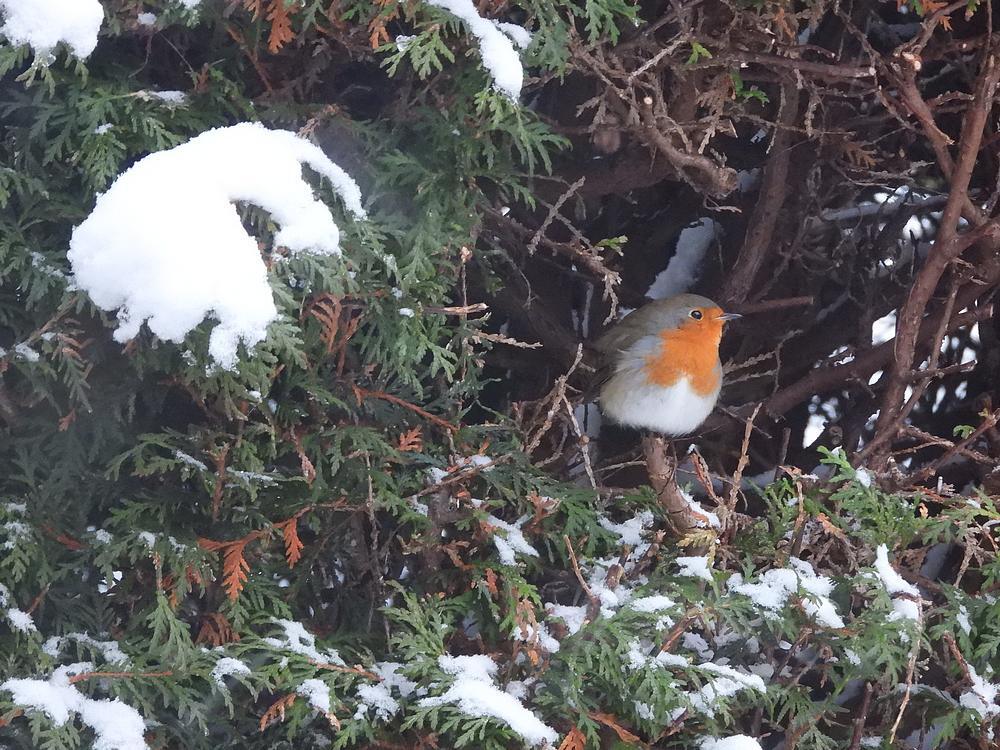 roodborstinvensterraamconifeervoederplaatsachtertuinmeerkerk07012026 2