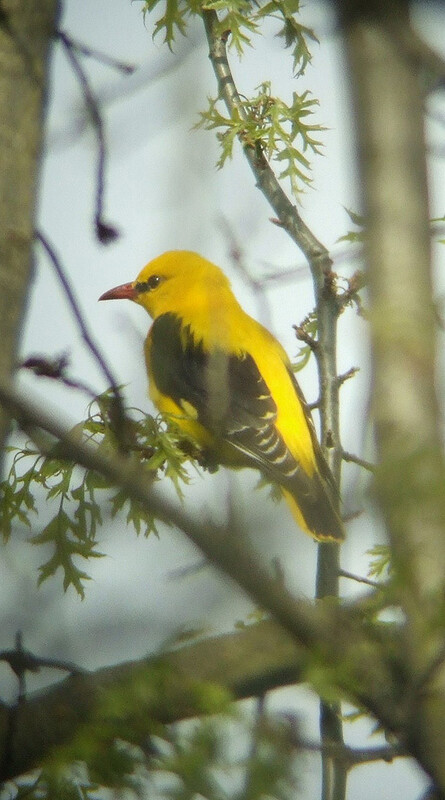 wielewaal 300410 2 1