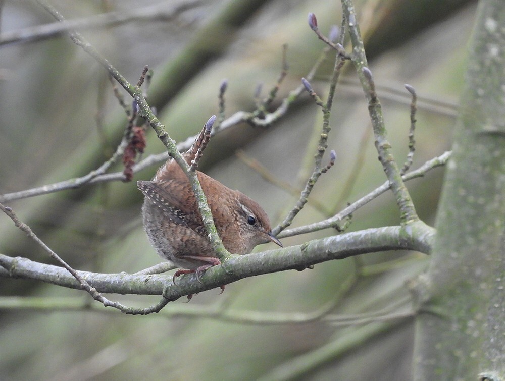 winterkoningbotanischetuinenutrecht28022024 1