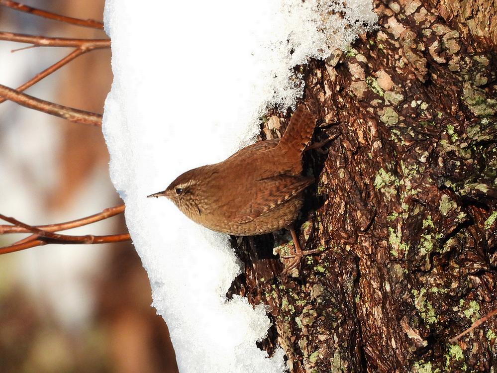 winterkoninginknotwilgburggraafmeerkerk06012026
