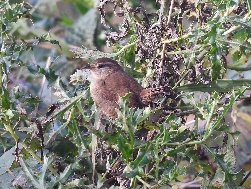 winterkoningzouweboezemgebied06112025