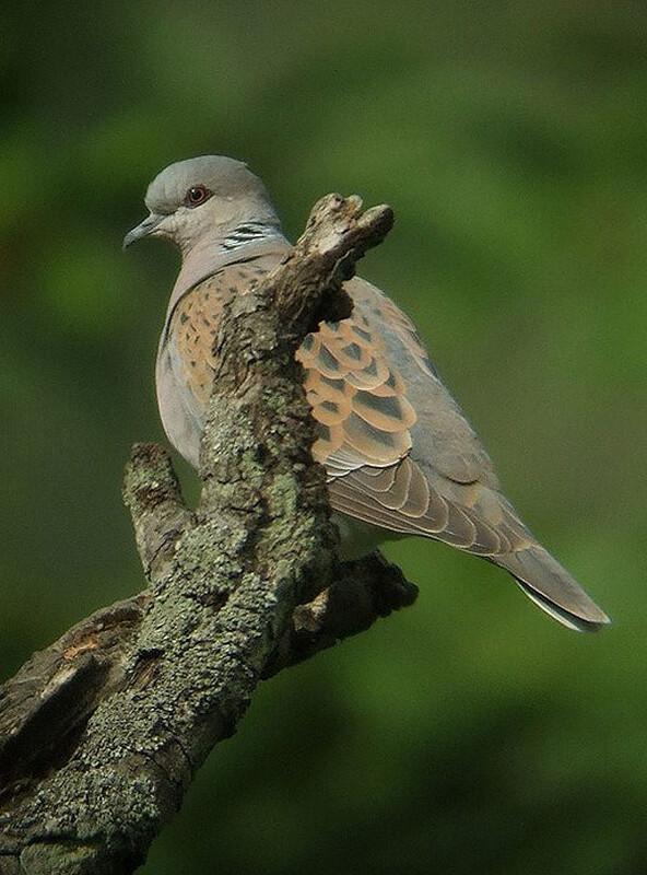 zomertortelheukelum070610
