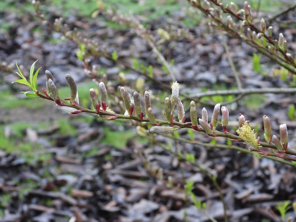 bandwilgingangoudeevolutietuinbotanischetuinenutrecht20022024 2